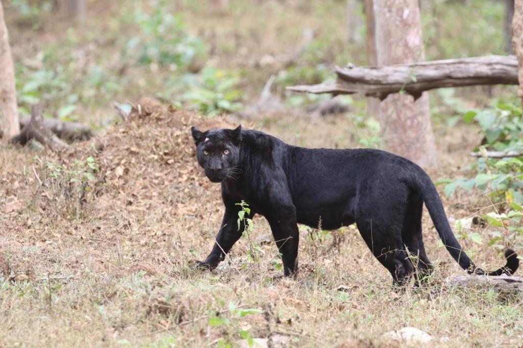 Red Earth Kabini Begūr Εξωτερικό φωτογραφία
