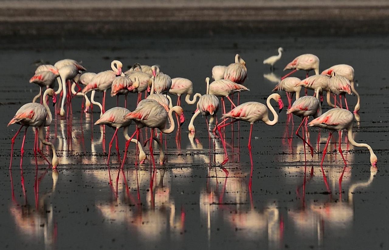 Red Earth Kabini Begūr Εξωτερικό φωτογραφία